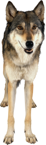 Wolf PNG image-4604